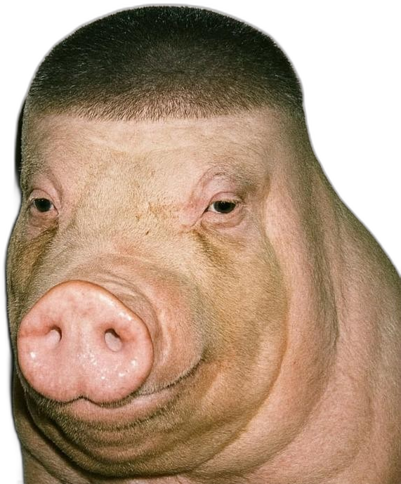 Buzzcut pig